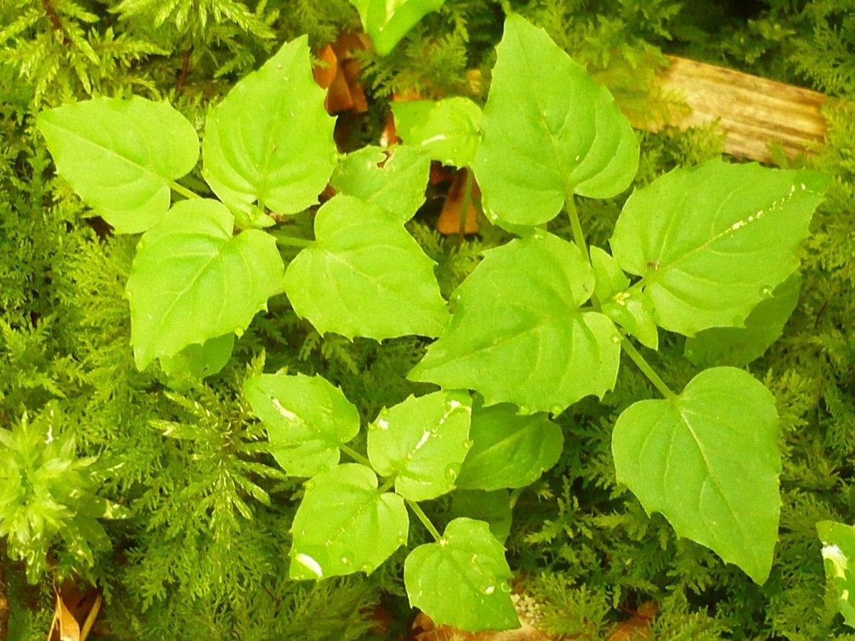Circaea alpina subsp. alpina (Onagraceae)